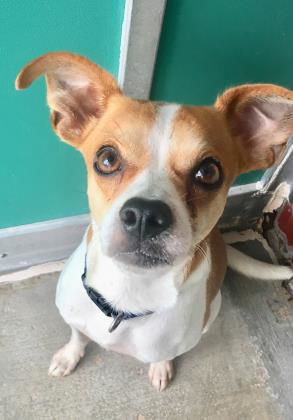 Gus — Aggieland Humane Society